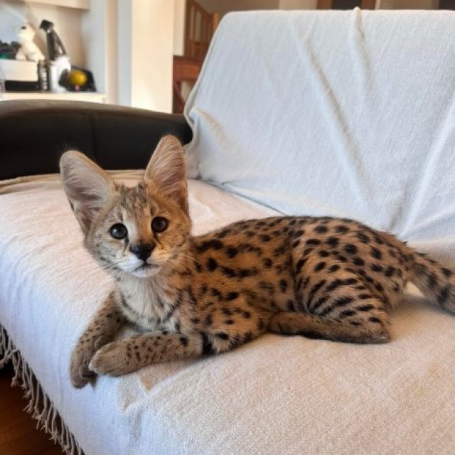 African Serval Kittens