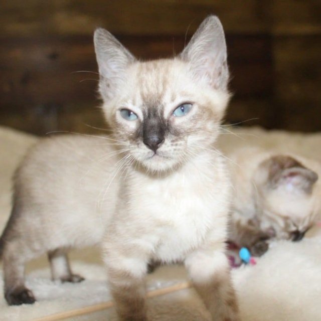 Snow/Silver/Charcoal/Brown Bengal Kittens
