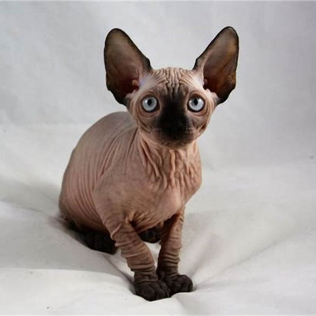 Sphynx Kittens