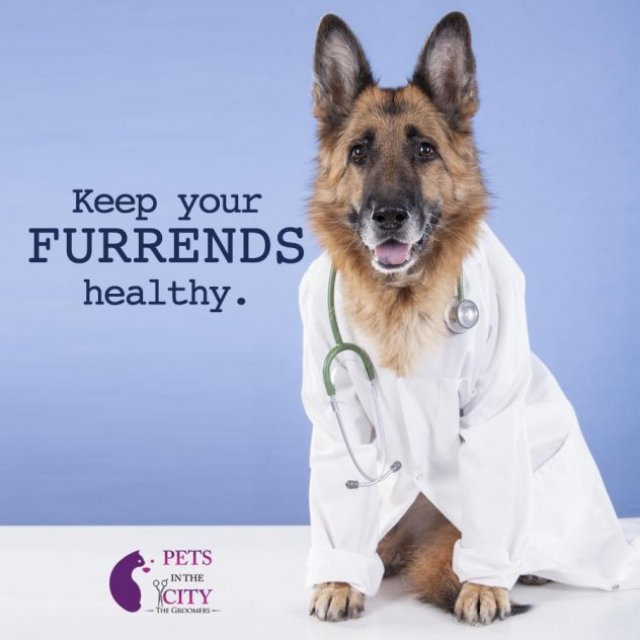 Pets in the City