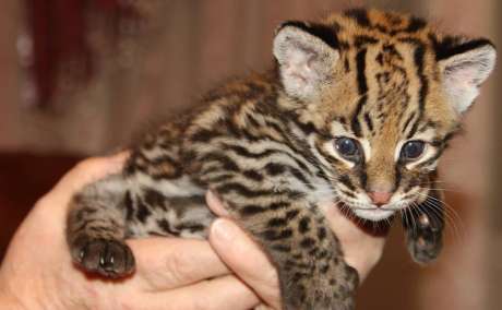 Ocelot Kittens