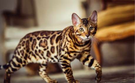 Snow/Silver/Charcoal/Brown Bengal Kittens
