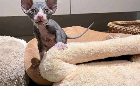 Sphynx Kittens